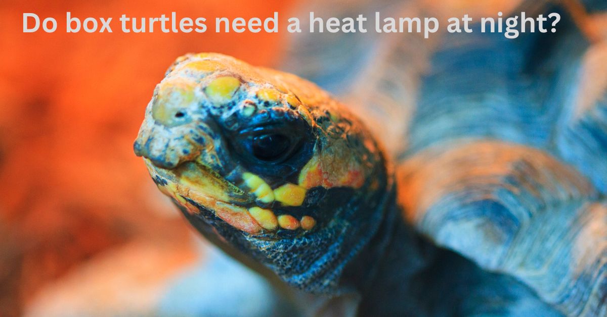 Do Box Turtles Need a Heat Lamp at Night? Understanding the Importance