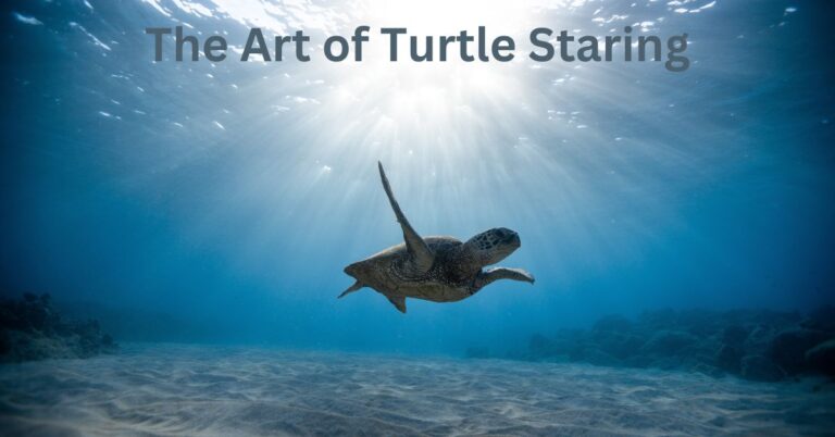The Art of Turtle Staring: A Meditative Journey into Nature’s Tranquility The Art of Turtle Staring: A Meditative Journey into Nature’s Tranquility