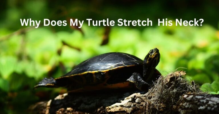 Unveiling the Mystery: Why Does My Turtle Stretch His Neck?