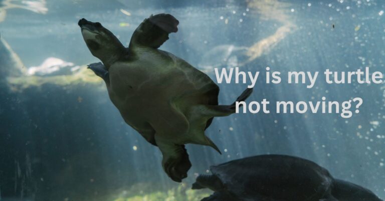 Troubleshooting Turtle Inactivity: Why Is My Turtle Not Moving?
