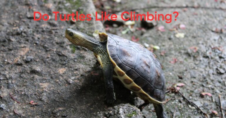 Do Turtles Like Climbing? Unveiling the Fascinating World of Turtle Behavior