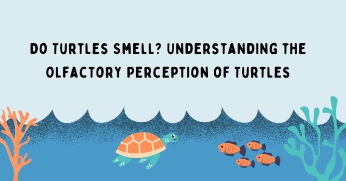 Do Turtles Smell Understanding the Olfactory Perception of Turtles