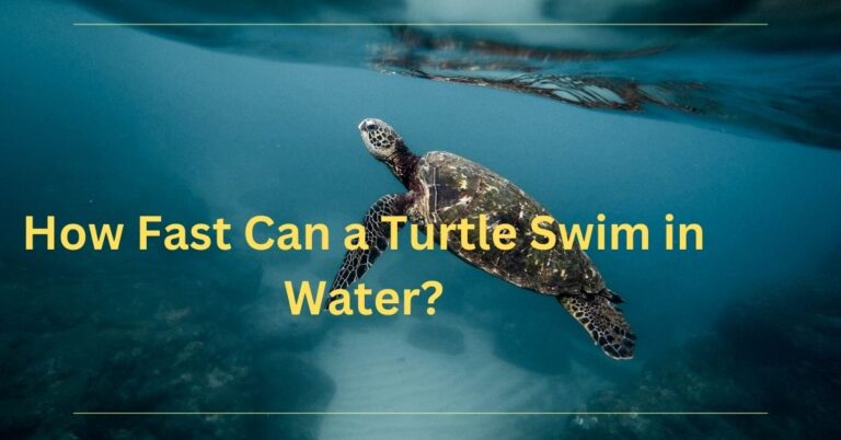 How Fast Can a Turtle Swim in Water: Exploring the Aquatic Speed of These Fascinating Creatures