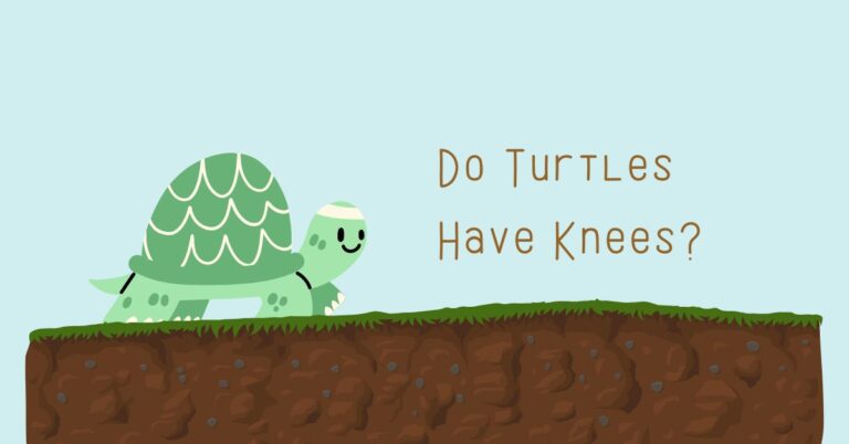 Do Turtles Have Knees? Unraveling the Anatomy of These Fascinating Creatures