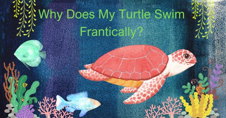 Why Does My Turtle Swim Frantically: Understanding the Reasons and Solutions
