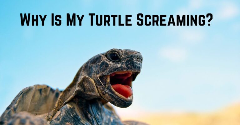 Unveiling the Mystery: Why Is My Turtle Screaming?