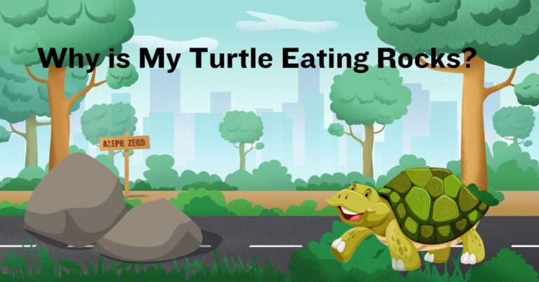 Why is My Turtle Eating Rocks? Understanding the Behavior and Potential Risks